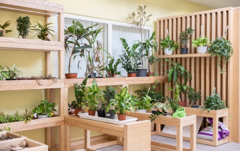 A room full of plants on wooden shelves.